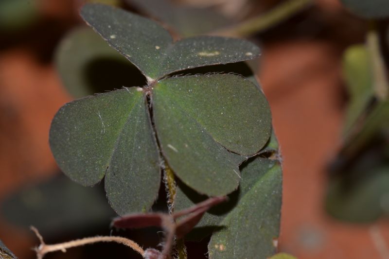 Oxalis corniculata / Acetosella dei campi